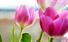 Beautiful_pink_tulips_-_hd_wallpaper